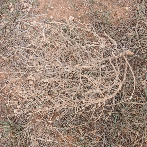Natural Tumbleweed Decor Land of Enchantment Llano estacado tumbleweeds. - Picture 4 of 5